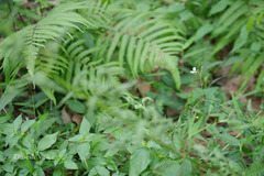 Aneilema scaberrimum